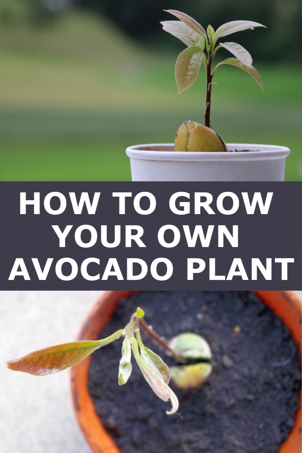 How to Grow Your Own Avocado Plant or Tree