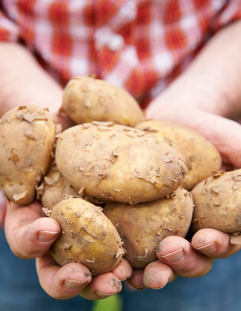 potatoes grown in containers