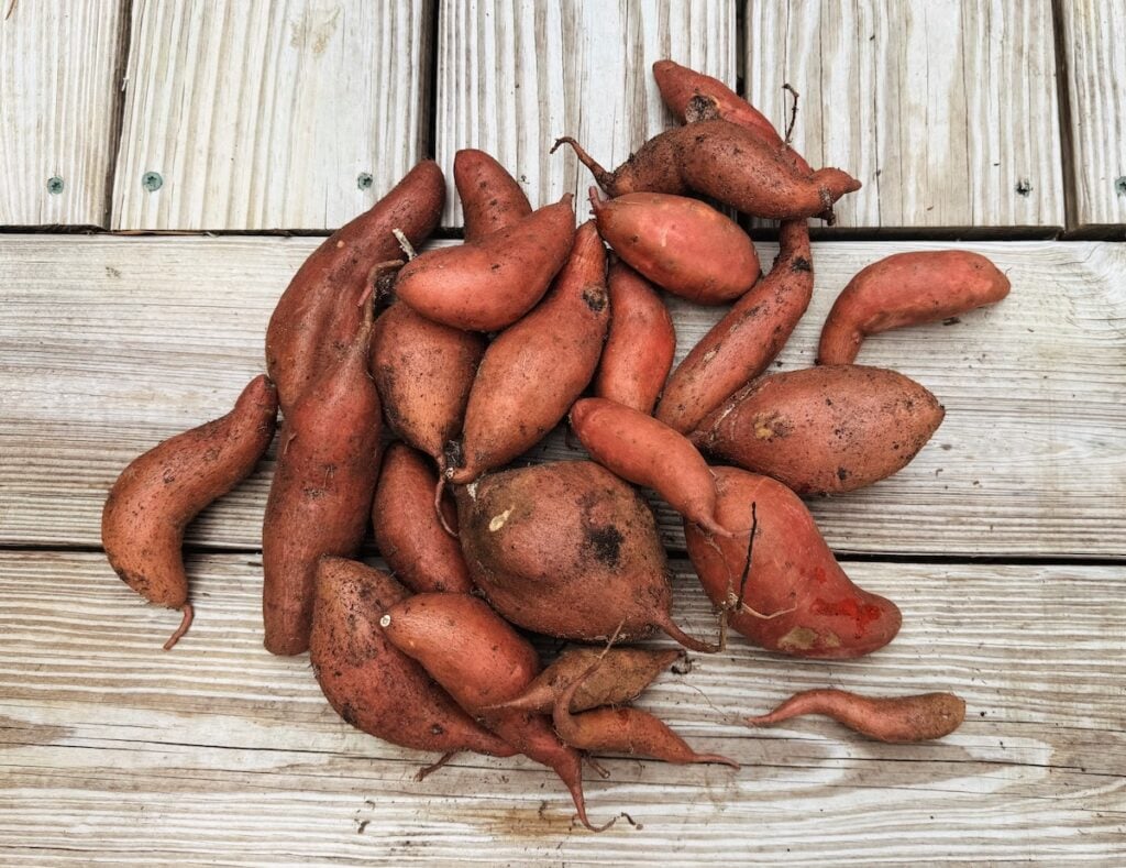 sweet potato harvest