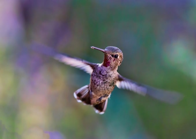 tweet southern hummingbird zip download