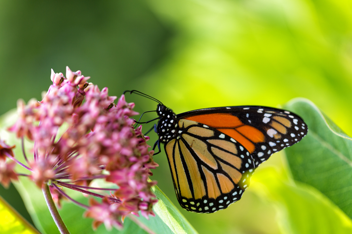 How to Get Free Milkweed Seeds to Attract Monarch Butterflies