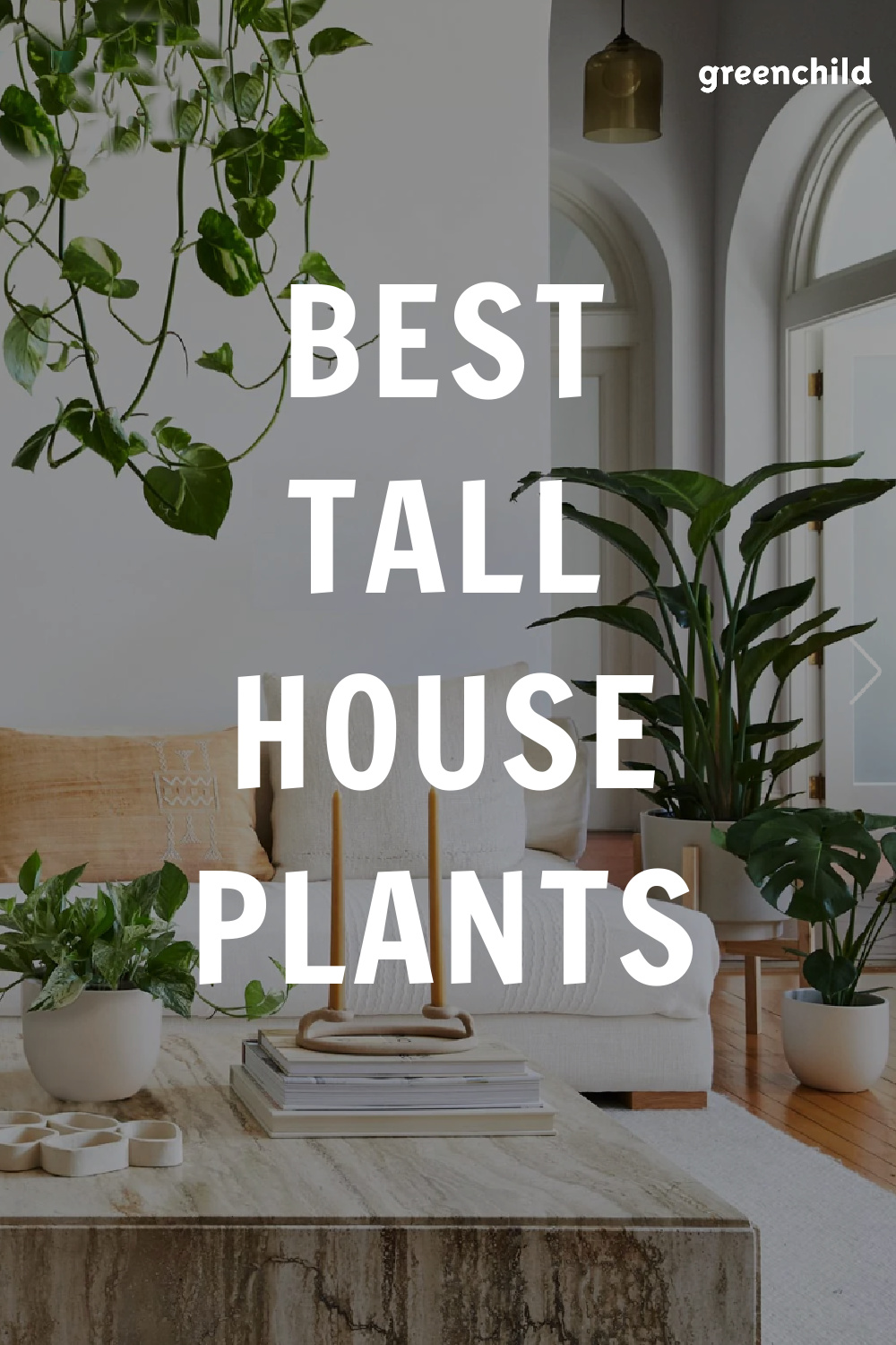 the-best-tall-houseplants-25-tree-like-plants-to-grow-indoors