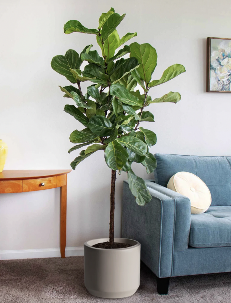 fiddle leaf fig