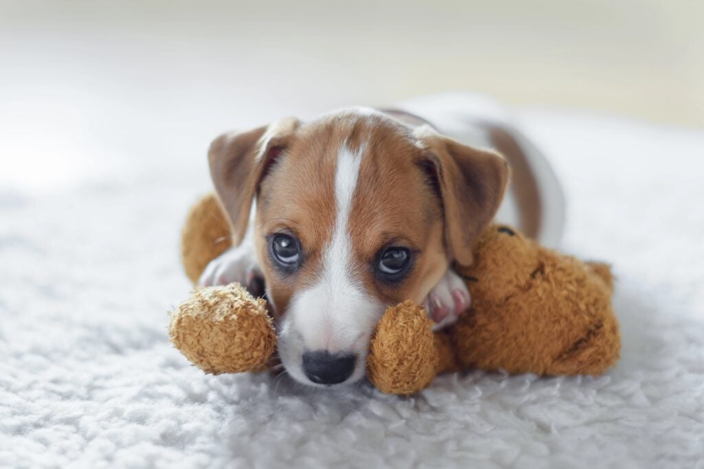 puppy in detoxed home for pets